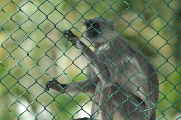 Monkey Safety Nets in Hyderabad