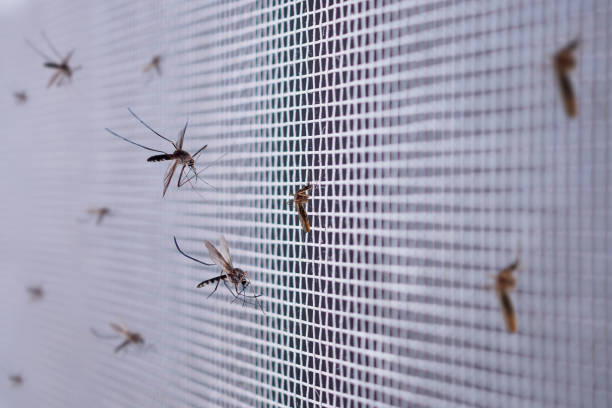 Mosquito Nets in Hyderabad