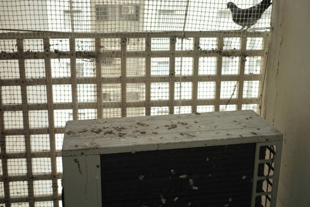 Pigeon Safety Nets in Hyderabad